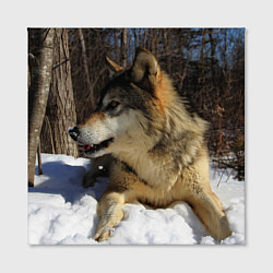 Холст квадратный Волк лежит на снегу, цвет: 3D-принт — фото 2
