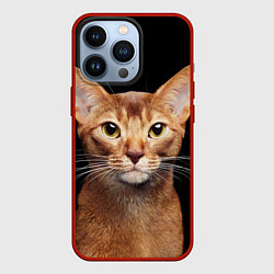 Чехол для iPhone 13 Pro Молодая абиссинская кошечка, цвет: 3D-красный