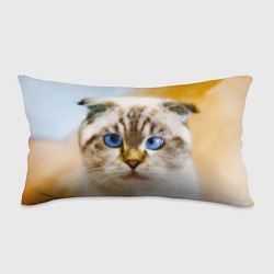Подушка-антистресс Кошка породы шотландская вислоухая косоглазая, цвет: 3D-принт