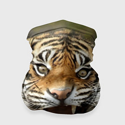 Бандана-труба Удивленный тигр, цвет: 3D-принт