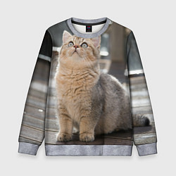 Свитшот детский Британская короткошёрстная кошка смотрит вверх, цвет: 3D-меланж
