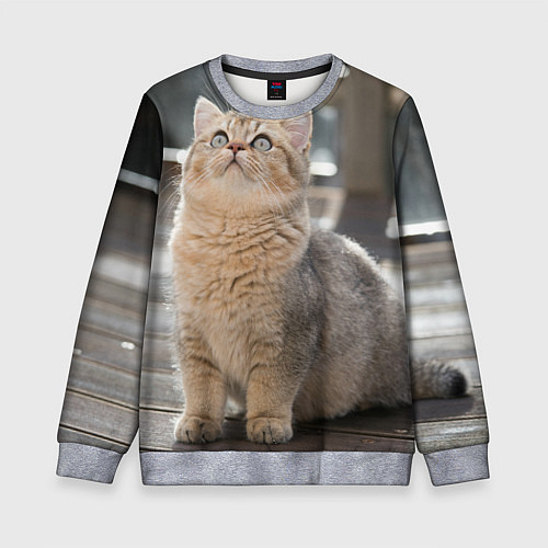 Детский свитшот Британская короткошёрстная кошка смотрит вверх / 3D-Меланж – фото 1