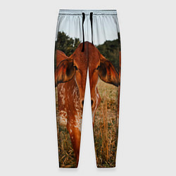 Мужские брюки Коровка на поле