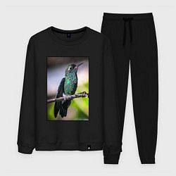 Костюм хлопковый мужской Колибри на ветке, цвет: черный