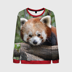 Свитшот мужской Красная панда, цвет: 3D-красный