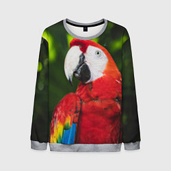 Свитшот мужской Красный попугай Ара, цвет: 3D-меланж
