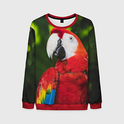 Свитшот мужской Красный попугай Ара, цвет: 3D-красный