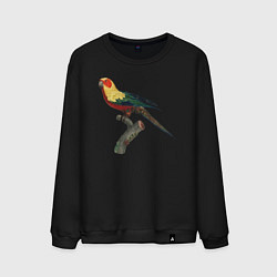 Свитшот хлопковый мужской Попугай аратинга, цвет: черный