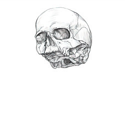 Свитшот хлопковый мужской Череп Анатомия Головы, цвет: белый — фото 2