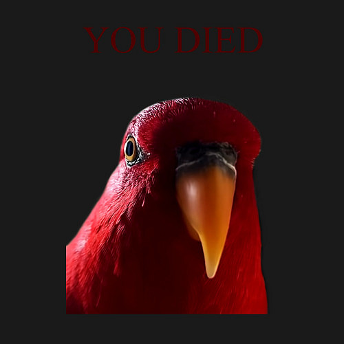 Мужской свитшот Красный попугай / Черный – фото 3