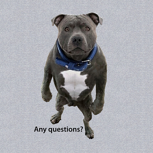 Мужской свитшот Вопросов нет - питбуль - мощь / Меланж – фото 3