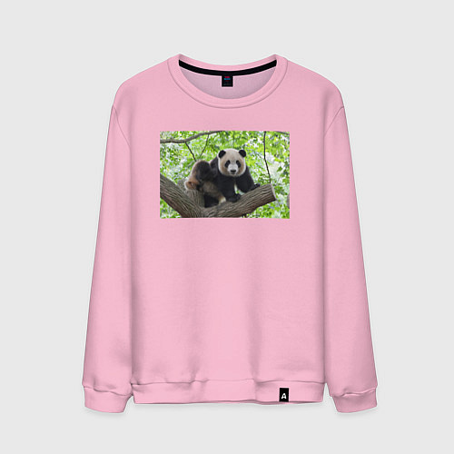 Мужской свитшот Медведь панда на дереве / Светло-розовый – фото 1