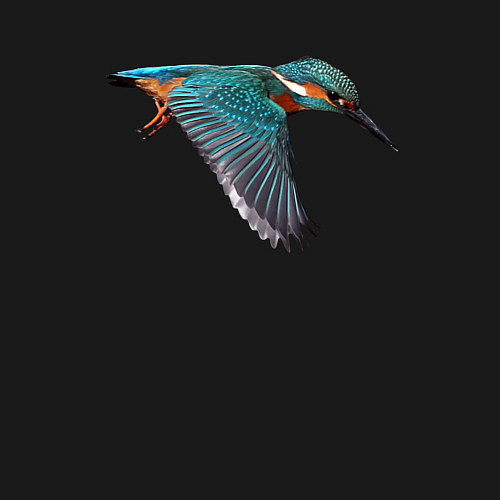 Мужской свитшот Зимородок летит / Черный – фото 3