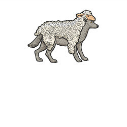 Свитшот хлопковый мужской Волк в шкуре овцы, цвет: белый — фото 2