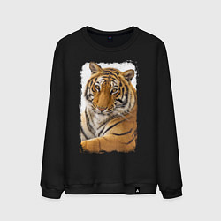 Свитшот хлопковый мужской Tiger: retro style цвета черный — фото 1